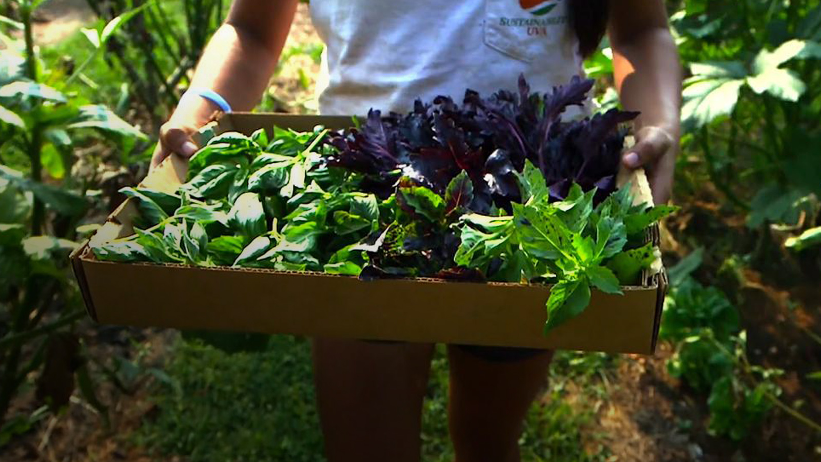 Portrait of a person carrying green herbs in a box.